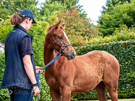 KS300622-65 - Cupboard Love's foal by Territories